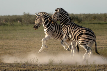 Two plains zebras running and interacting in dust in Etosha © Sharon