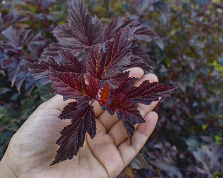 Human hand holding dark red leaves of a physocarpus shrub. Close-up of ninebark foliage and gardening concept