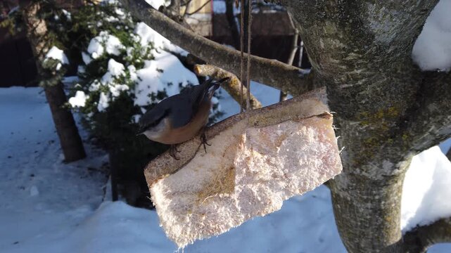 Eurasian nuthatch, Sitta europaea feeding on pork fatback in snowy winter garden 