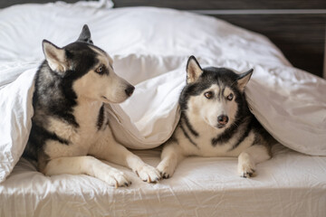 Two husky dogs lie under white blanket on bed in bright room, husky pair hiding under warm blanket, calm mood of home morning. Wide shot. Concept of husky pair hiding under blanket © iwavephoto