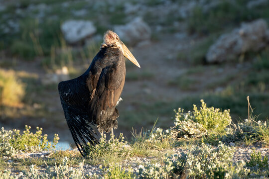 Marabou stork standing in natural habitat in Etosha National Park