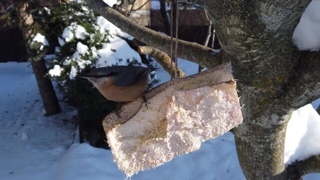 Eurasian nuthatch, Sitta europaea feeding on pork fatback in snowy winter garden 