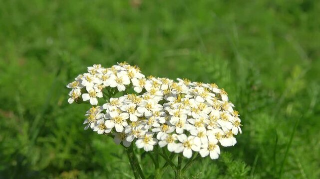 White yarrows
