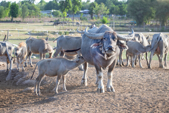 Large water buffalo nursing its calf inside a herd on a farm.A big mother water buffalo stands on the muddy ground, nursing its young calf with a herd and green countryside in the background.