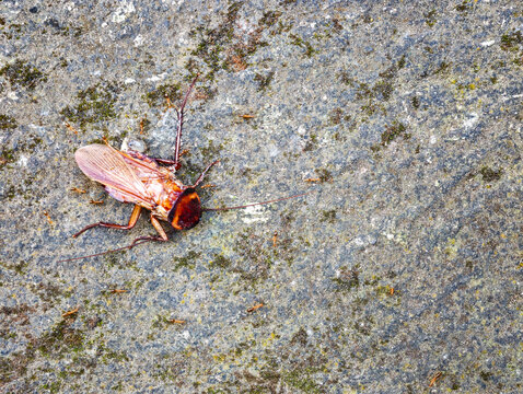 High angle shot of a dead cockroach surrounded by ants on a textured stone surface