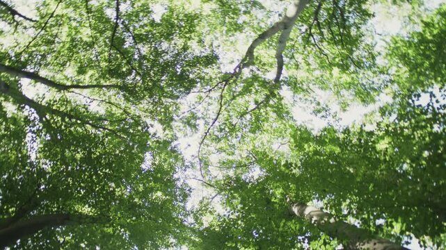 Handheld Rotating Low Angle View of Green Forest Tree Canopy