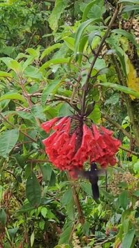 Beautiful red tubular flowers blooming in a lush green garden with a blurry bird visiting