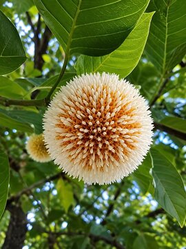 Neolamarckia cadamba flower blooming on a tree branch with lush green foliage