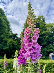 Tall pink foxglove blossoms standing among green foliage beneath a blue summer sky © Mansi
