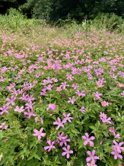 Fototapeta premium Small pink wildflowers blooming across a lush green meadow in summer