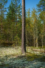 Tall pine trunk in a sunny northern forest with white reindeer lichen ground cover and young birches turning yellow in early autumn © Alex Barera