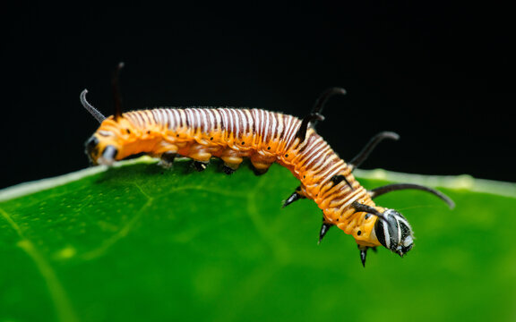Common crow butterfly caterpillar crawling on a green leaf