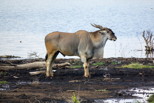 A common eland stands on the muddy shore of Lake Nakuru, Rift Valley Province, Nakuru, Kenya
