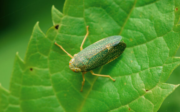 Green leafhopper resting on a vibrant plant foliage