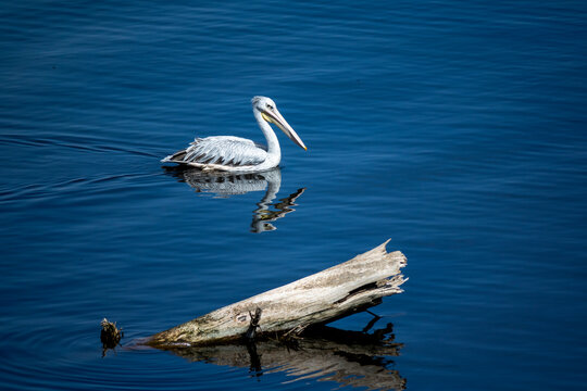 A pink-backed pelican swims past a floating log on Lake Nakuru, Rift Valley Province, Nakuru, Kenya