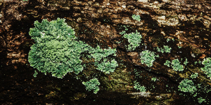 Green lichen growing on textured tree bark surface