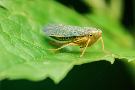 Leafhopper insect resting on vibrant green leaf