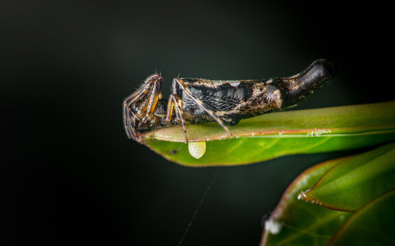 Long bellied orb weaver spider resting on leaf with egg sac