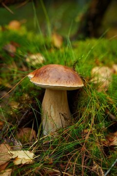 Large porcini mushroom with a brown cap growing in green moss and grass on the forest floor in early autumn