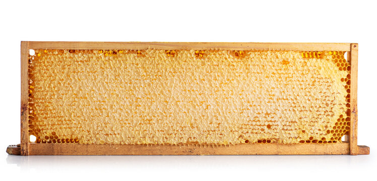 Wooden beehive frame with honeycombs isolated on a white background. Combs full of honey sealed with wax caps.