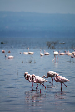 A flock of lesser flamingos wades in the shallow waters of Lake Nakuru, Rift Valley Province, Nakuru, Kenya