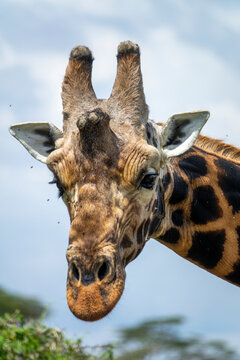 A Rothschild's giraffe looks directly at the camera in Lake Nakuru National Park, Rift Valley Province, Nakuru, Kenya