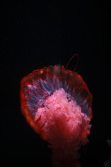 jellyfish in aquarium © nox
