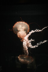 jellyfish in aquarium © nox