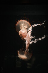 jellyfish in aquarium © nox