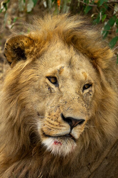 A male lion gazes into the distance in close-up portrait, Rift Valley Province, Maasai Mara, Kenya