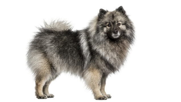Fluffy grey and black Keeshond dog standing, isolated on transparent background