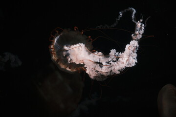 jellyfish in aquarium © nox