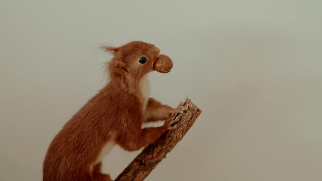 Taxidermy red squirrel mounted on a bark branch holds a nut in its mouth against a plain pale background.
