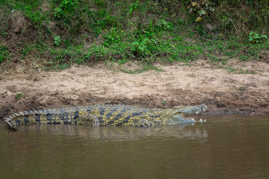 A Nile crocodile opens its jaws on the bank of the Mara River, Rift Valley Province, Maasai Mara, Kenya