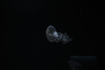 jellyfish in aquarium © nox