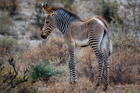 A baby Grevy's zebra (Equus grevyi) stands among dry bushland, Samburu County, Samburu National Reserve, Kenya