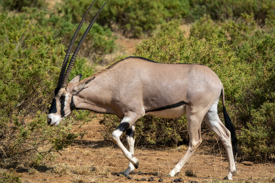 A beisa oryx walks through dry scrubland, Samburu County, Samburu National Reserve, Kenya