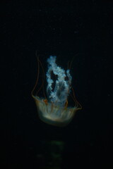 jellyfish in aquarium © nox