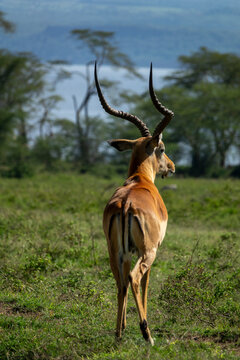 A male impala looks back over its shoulder near Lake Nakuru, Rift Valley Province, Nakuru, Kenya