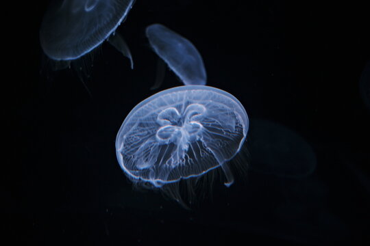 jellyfish in a tank floating