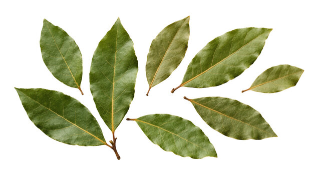 Group of dried green bay leaves with visible veins, isolated on transparent background