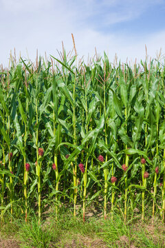 Maisfeld (Zea mays subsp. mays) , Niedersachsen, Deutschland, Europa