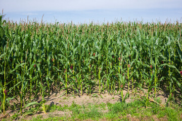 Naklejka premium Maisfeld (Zea mays subsp. mays) , Niedersachsen, Deutschland, Europa