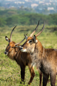 Two male waterbucks stand together in the grassland near Lake Nakuru, Rift Valley Province, Nakuru, Kenya