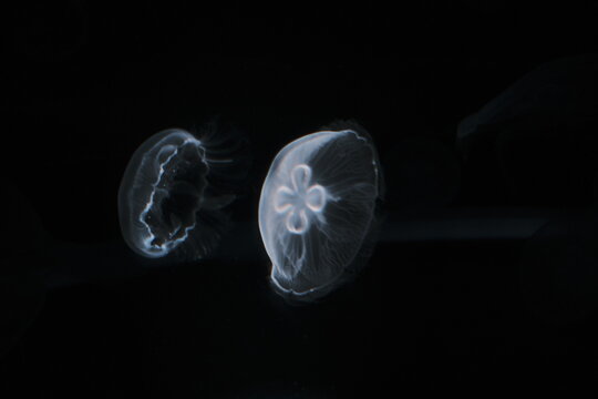 jellyfish in a tank floating