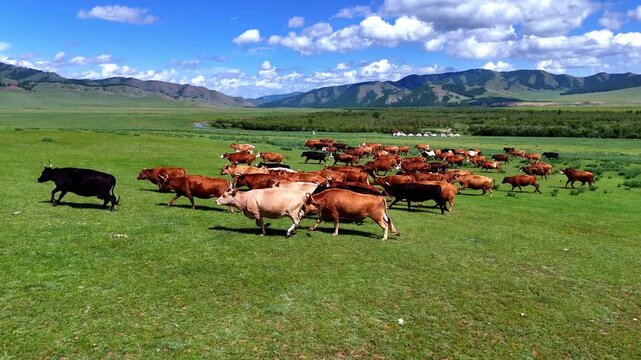 Aerial drone footage of Mongolian cows moving and running across green grassland in the open countryside of Mongolia.