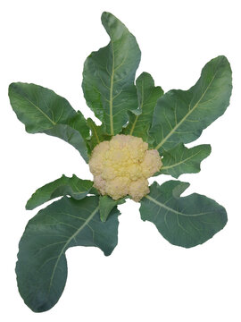 Whole fresh cauliflower head with green leaves isolated on white background top view