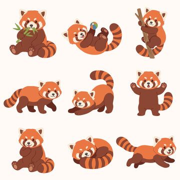 Cute red panda character set in various poses and actions, cartoon vector illustration isolated on white background.