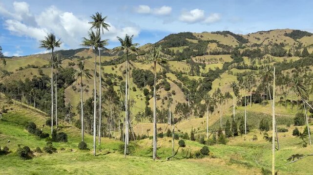 Majestic wax palms in La Samaria Valley