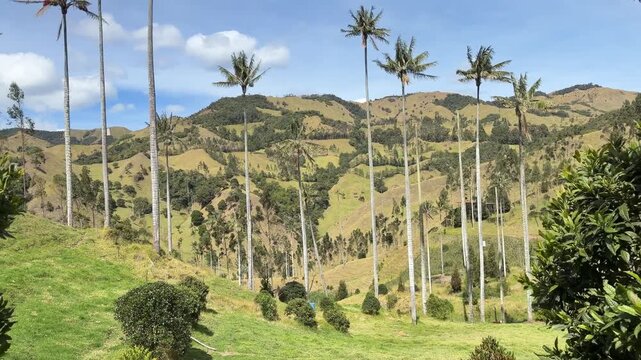 Tall wax palm trees in Cocora Valley landscape